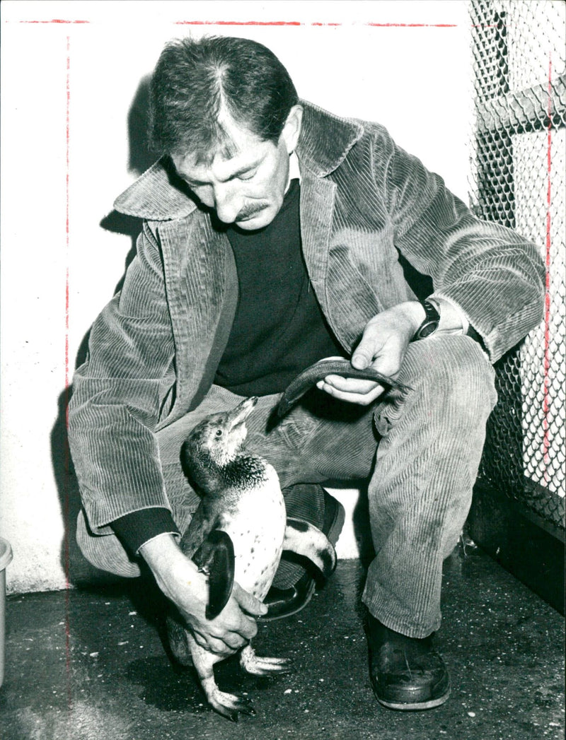 Area manager together with the baby penguin "Männlein" - Vintage Photograph