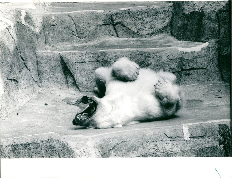 ICE BAREN EISBER FEE FFM ZOO ANIMALS BAREN EISBERG - Vintage Photograph