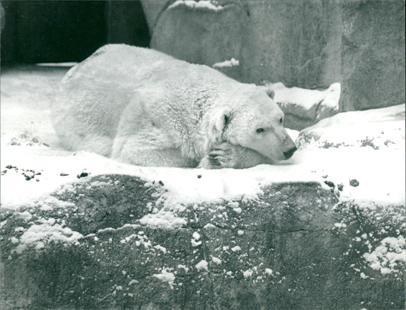 ANIALS BAREN EISBAREN TEL STADTSPARK HANAU GROSSE - Vintage Photograph