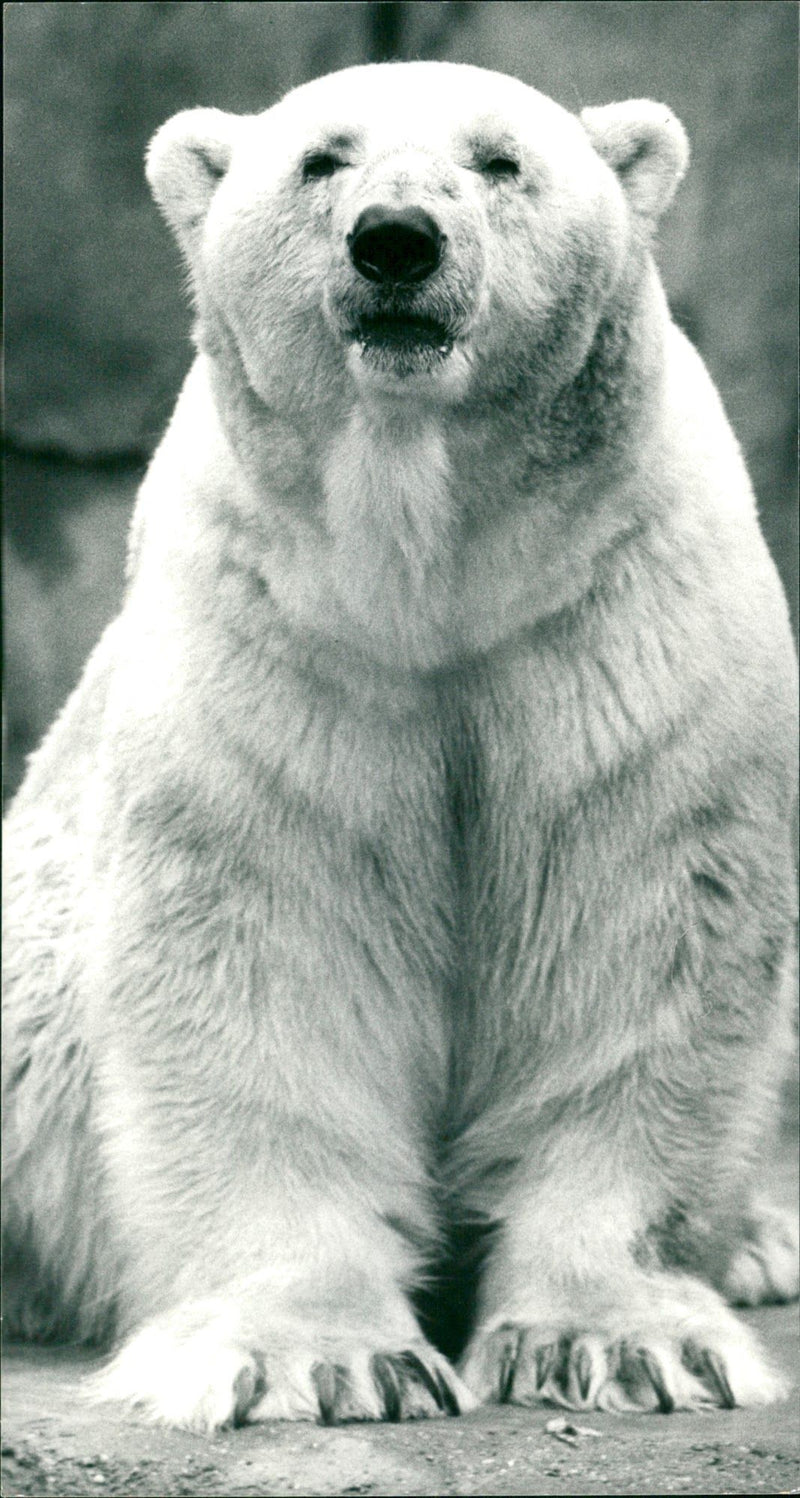 1980 ANIMALS BAREN EISBAREN EIRBAR ERICH SOBEI TUPS EKLEMLER KANTONA SANT - Vintage Photograph