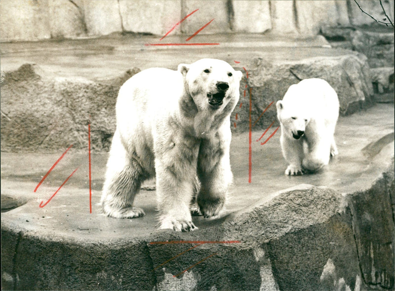 1981 ANIMALS BAREN ICE BARS FRUN ZOO SWITZERLAND HOME - Vintage Photograph