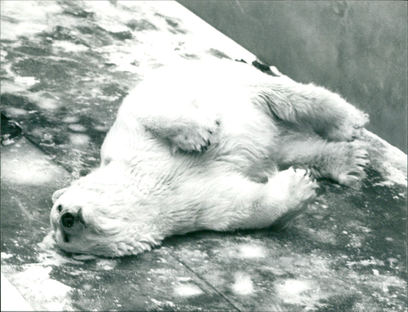 ANIMALS FREE ZOO ICE BAREN RODER FFM BAREN ICE - Vintage Photograph