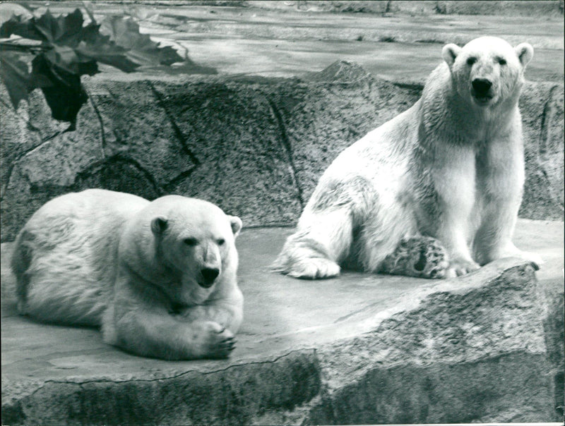 1996 Renate Dabrowski - Vintage Photograph