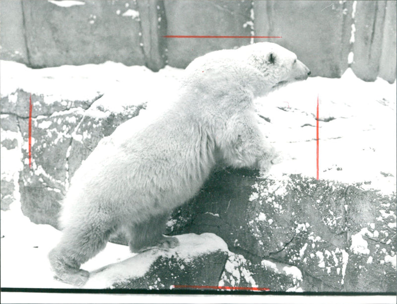 1987 ROQS ECBAREN TOKE ANOS TEL STADTSPARK HANAU GROSSE - Vintage Photograph