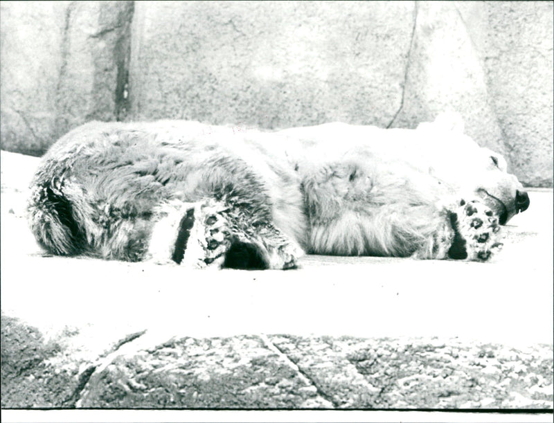 1982 ZOO ICE BAR ROWE ROQS OOZ LOCATED COPENHAG - Vintage Photograph