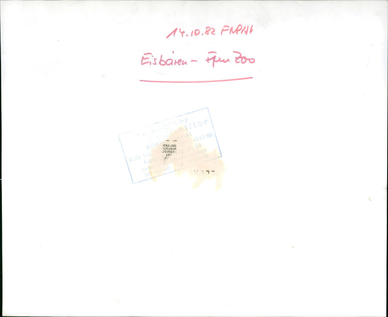 1982 ROQS FUPNO ICE BAREN FUN ZOO BRIEFKA WIRTSCH PERMISC LOCATION OOZ ROQUES - Vintage Photograph