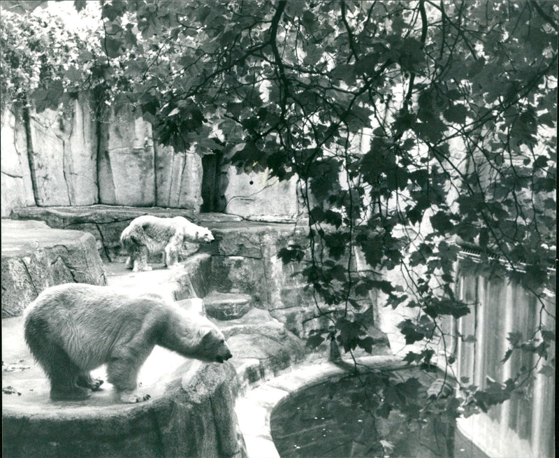 1982 ROQS FUPNO ICE BAREN FUN ZOO BRIEFKA WIRTSCH PERMISC LOCATION OOZ ROQUES - Vintage Photograph