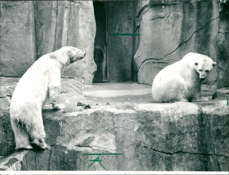 1990 ROQS TEDDY OLD ICE BARIN OUT STREAM THEY SWE ERICH - Vintage Photograph