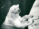 1990 FEN ZOO ICE BAREN MAMI ROQS OOZ ROQUES - Vintage Photograph