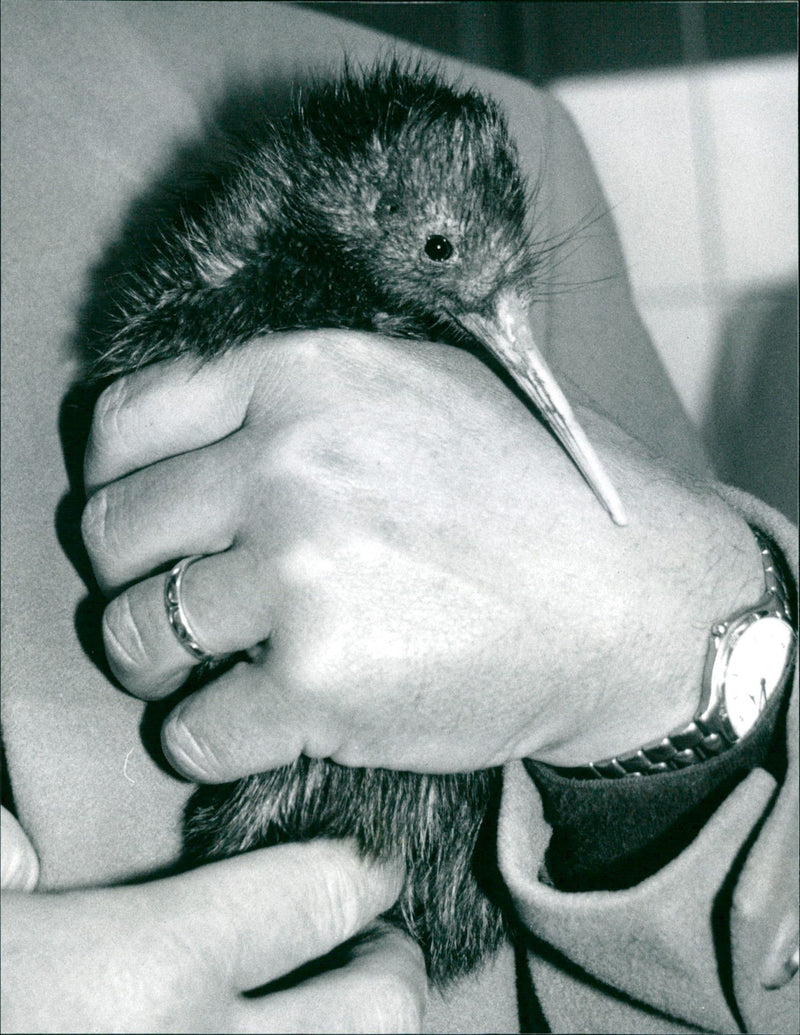 1986 BIRD ANIMALS FRANKFURTS KIWI GOVERNMENT GIFT REMEMBER YESTERDAY - Vintage Photograph