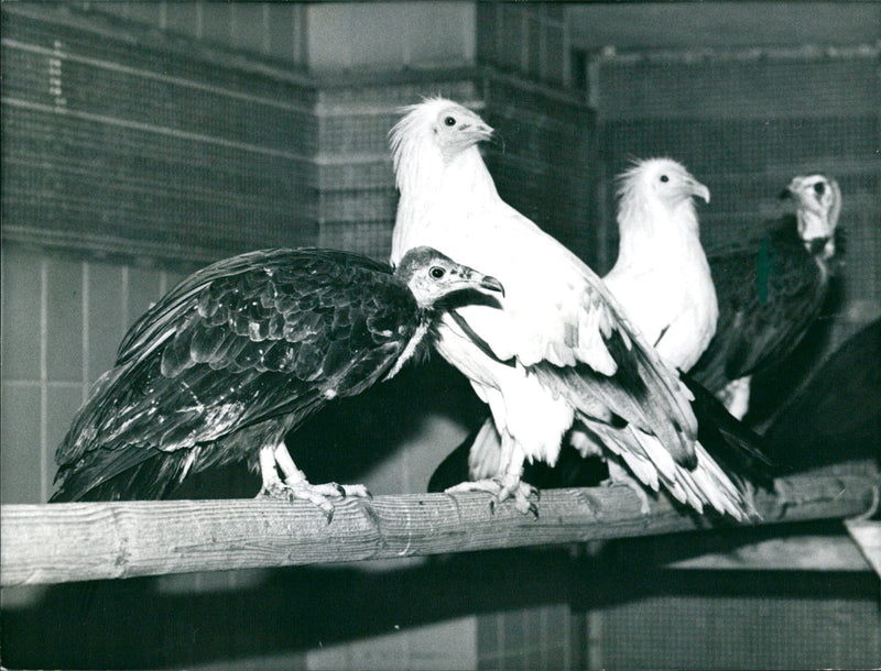 1901 Zoo Frankfurt - Vintage Photograph