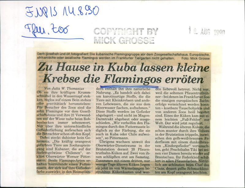 Birds / Flamingos - Zoo Animals - Vintage Photograph