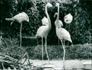 Birds / Flamingos - Zoo Animals - Vintage Photograph