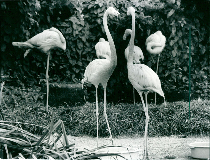 Birds / Flamingos - Zoo Animals - Vintage Photograph