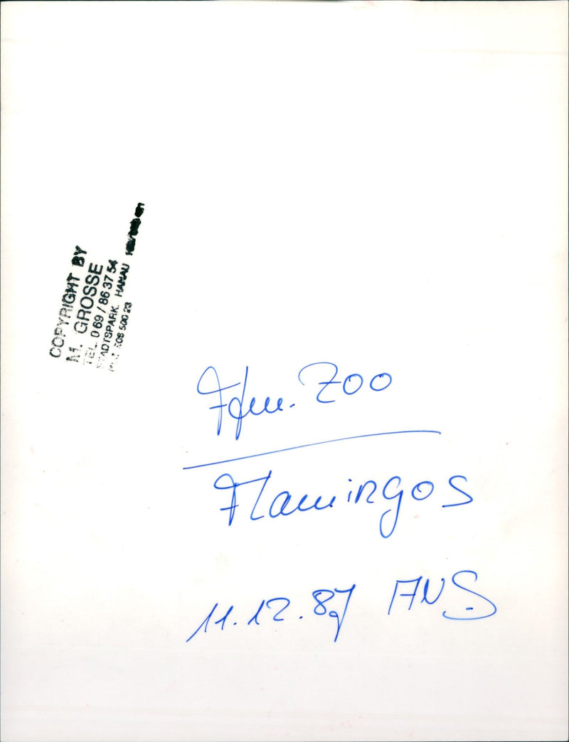 Birds / Flamingos - Zoo Animals - Vintage Photograph