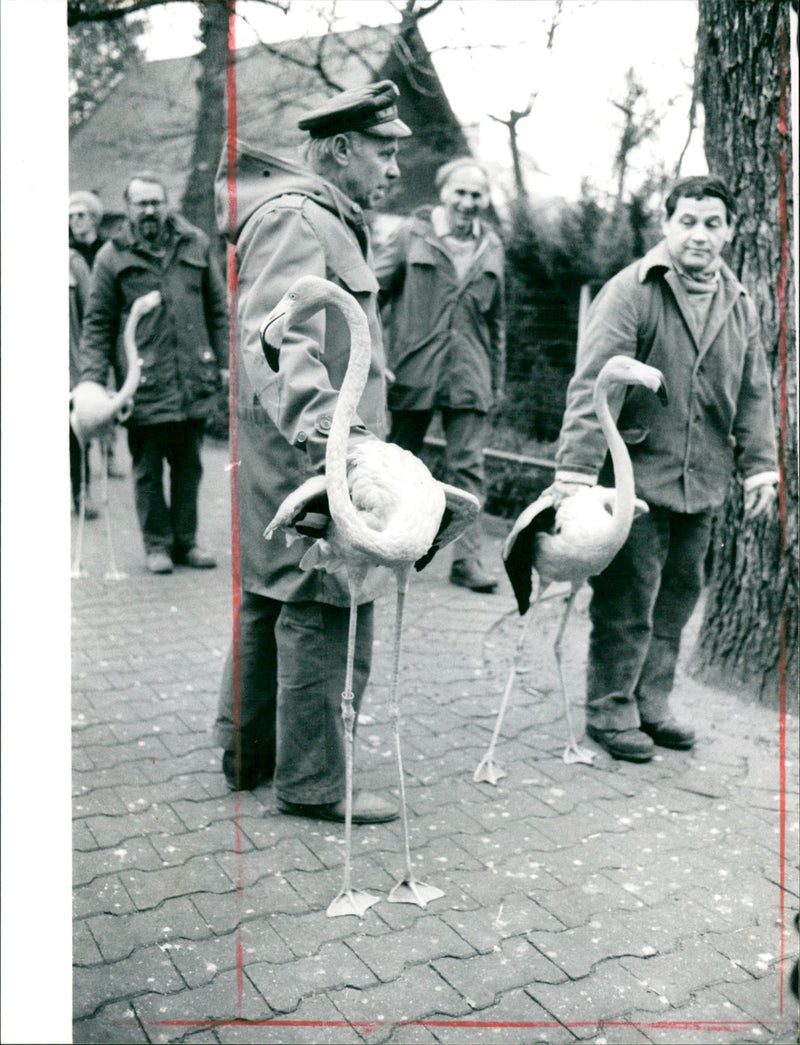 Birds / Flamingos - Zoo Animals - Vintage Photograph
