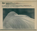 Flamingo - zoo animals - Vintage Photograph