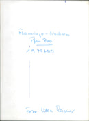 Flamingos - zoo animals - Vintage Photograph