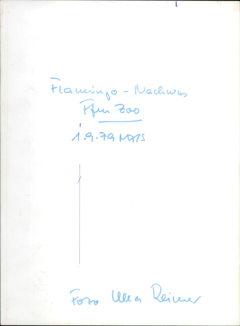 Flamingos - zoo animals - Vintage Photograph