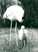 Flamingos - zoo animals - Vintage Photograph