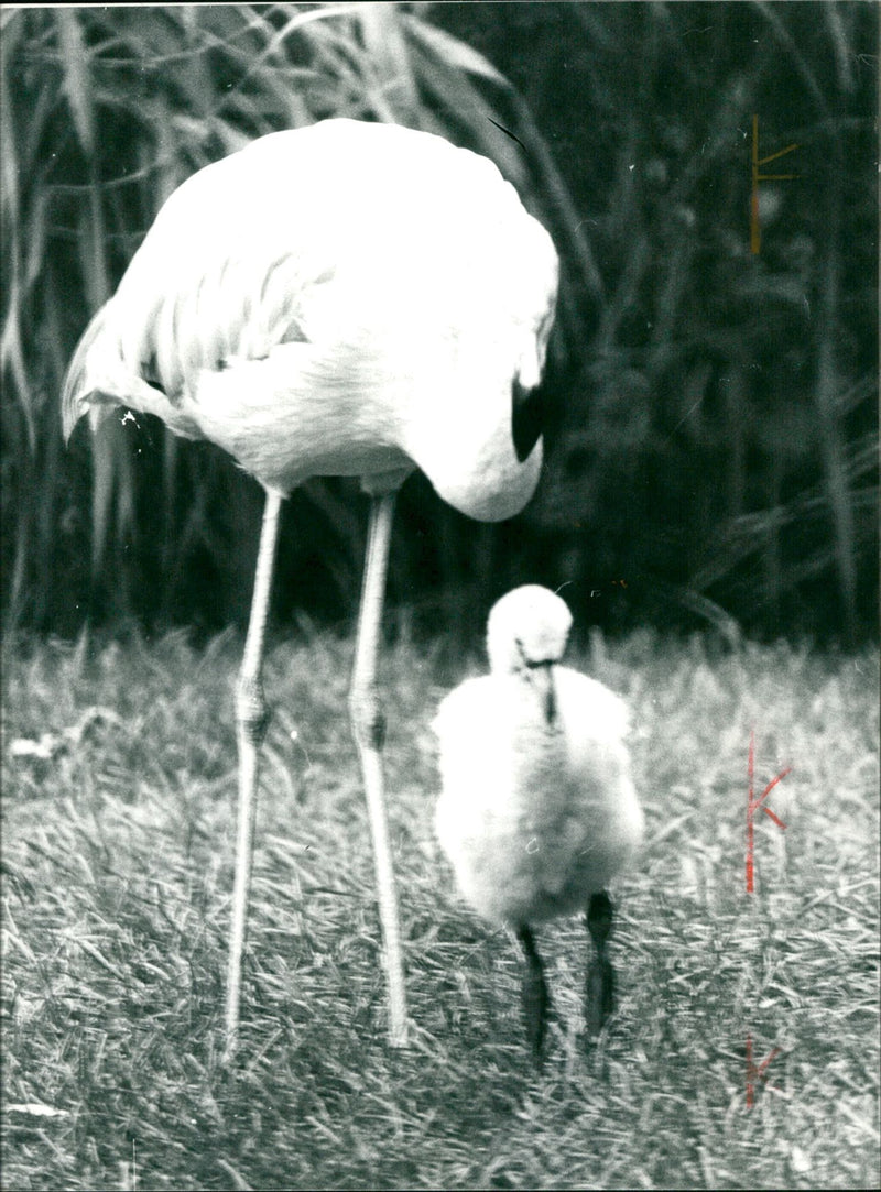 Flamingos - zoo animals - Vintage Photograph