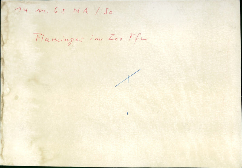 Flamingos in Frankfurt Zoo, 1965 - Vintage Photograph