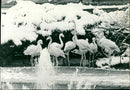 Flamingos in Frankfurt Zoo, 1965 - Vintage Photograph
