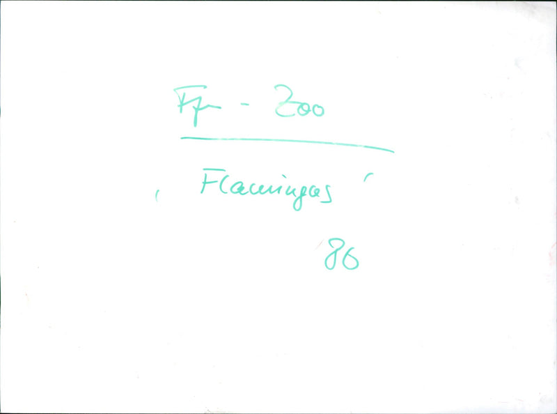 Flamingos - zoo animals - Vintage Photograph