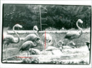 Flamingos - zoo animals - Vintage Photograph