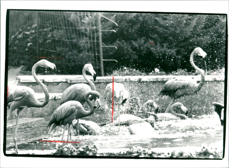 Flamingos - zoo animals - Vintage Photograph