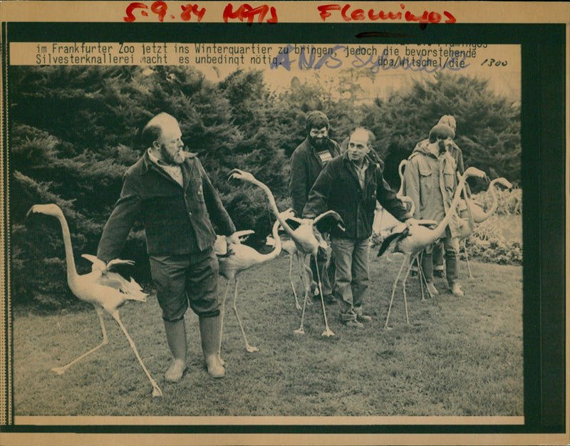 1984 TIEDE FLAMINGO FRANKFURT ZOO HOSTING NEW YEARS EVE BANKING NIGHT - Vintage Photograph