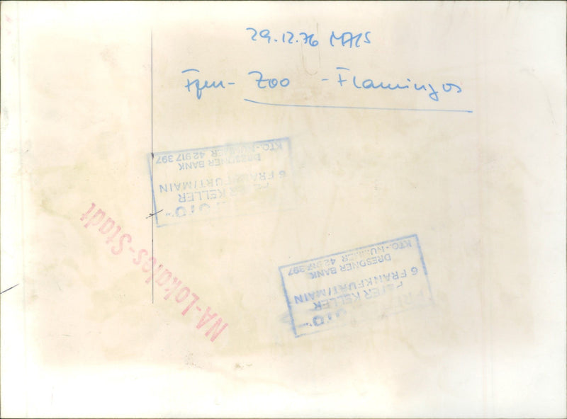 Birds / Flamingos - Zoo Animals - Vintage Photograph