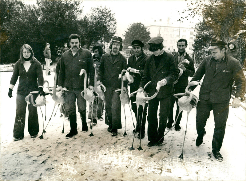 Birds / Flamingos - Zoo Animals - Vintage Photograph
