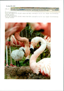 Chilean flamingo family - Vintage Photograph