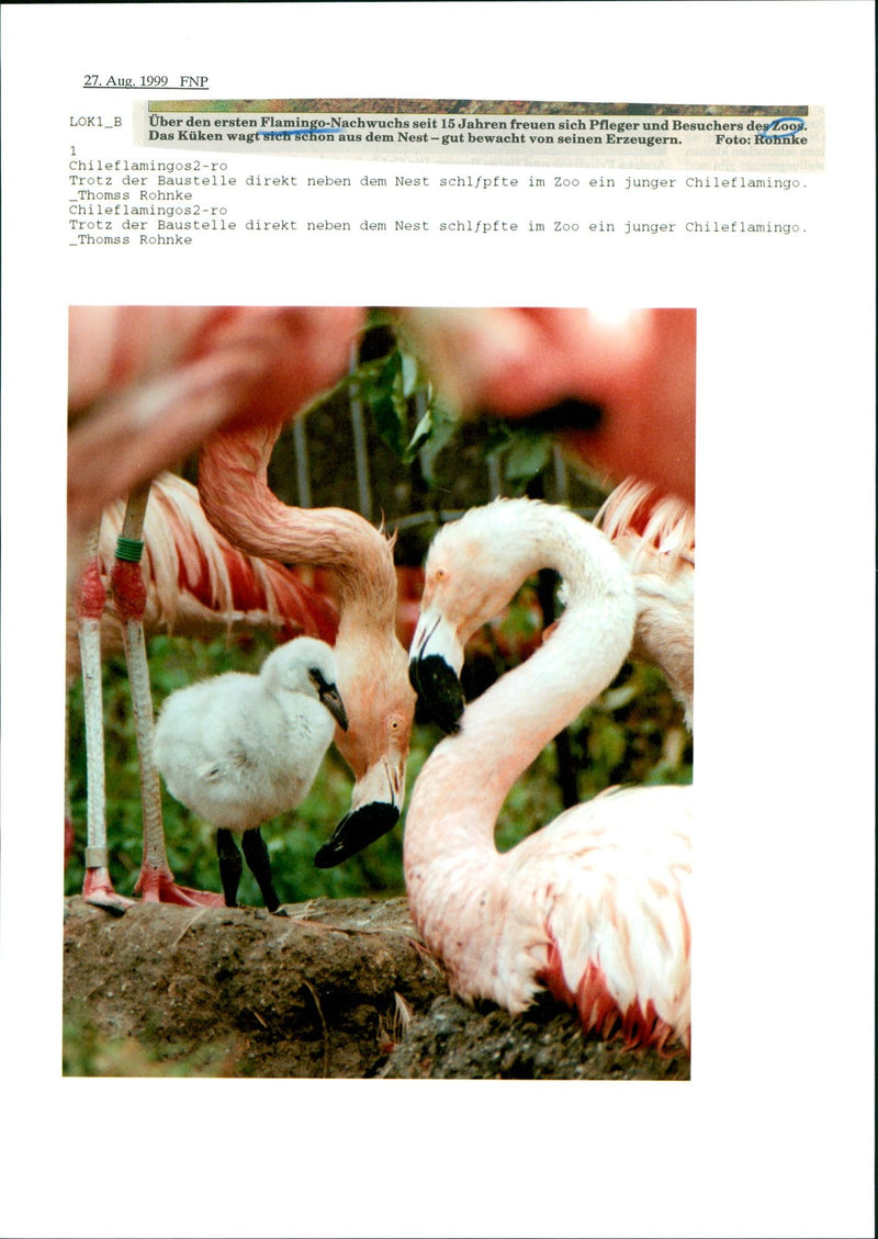Chilean flamingo family - Vintage Photograph