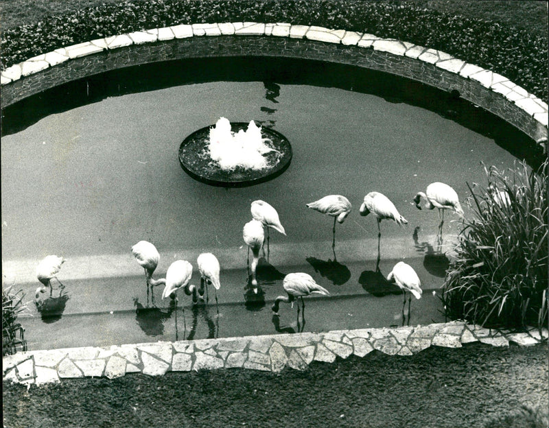 Flamingo tank - Vintage Photograph