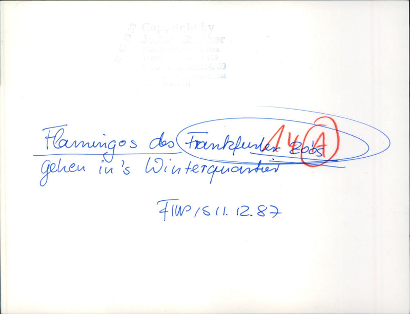 Flamingo relocation - Vintage Photograph