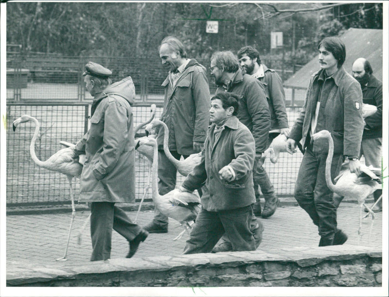 Flamingo relocation - Vintage Photograph