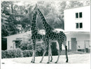 AND GIRAFFES ZOO HEN GIRAFFE - Vintage Photograph