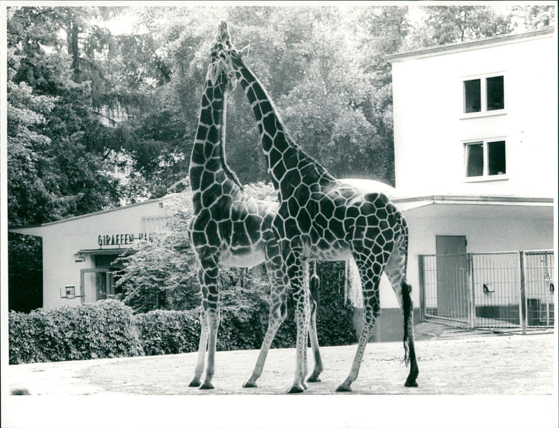 AND GIRAFFES ZOO HEN GIRAFFE - Vintage Photograph
