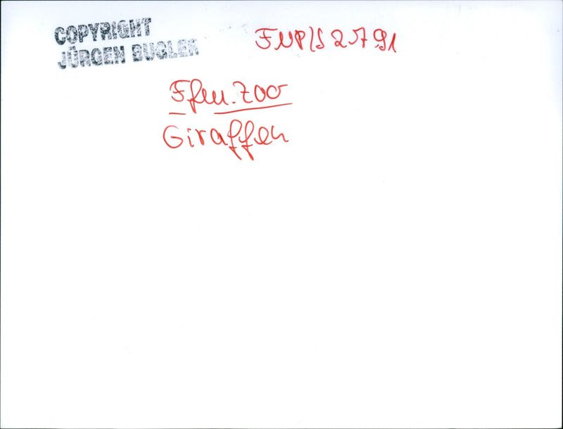 OPYRIGHT URGEN GUGLER FURLS FFEN ZOO GIRAFFES HEN AND GIRAFFE GIRAF - Vintage Photograph