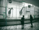 OPYRIGHT URGEN GUGLER FURLS FFEN ZOO GIRAFFES HEN AND GIRAFFE GIRAF - Vintage Photograph