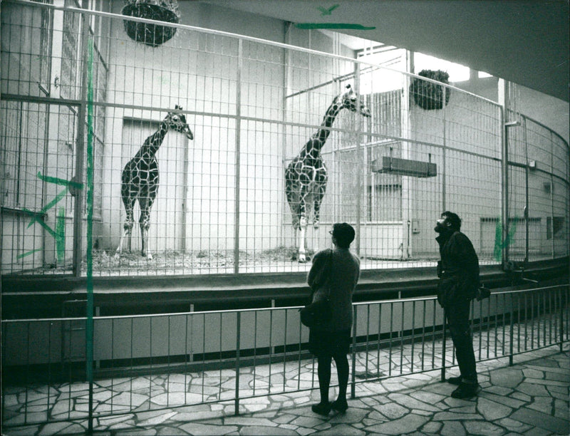 OPYRIGHT URGEN GUGLER FURLS FFEN ZOO GIRAFFES HEN AND GIRAFFE GIRAF - Vintage Photograph