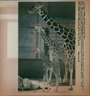 1996 PRESENT THURSDAY FATHER ARCHIBALD AND MOTHER SAIDA THEIR - Vintage Photograph