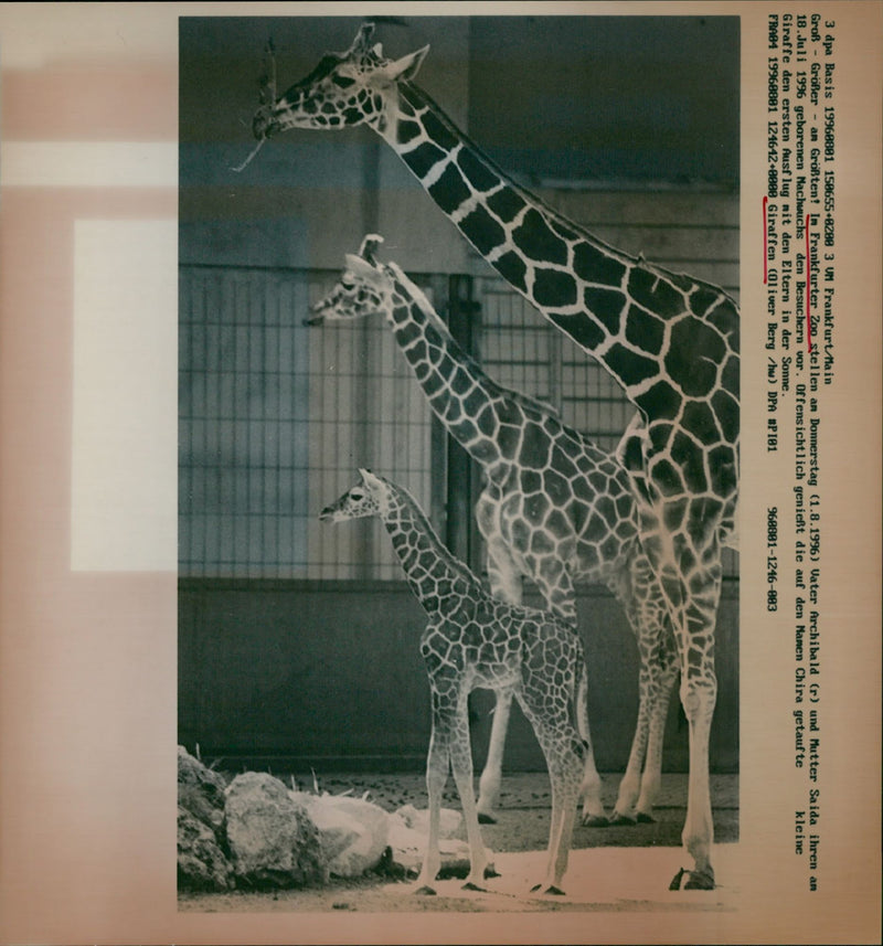 1996 PRESENT THURSDAY FATHER ARCHIBALD AND MOTHER SAIDA THEIR - Vintage Photograph