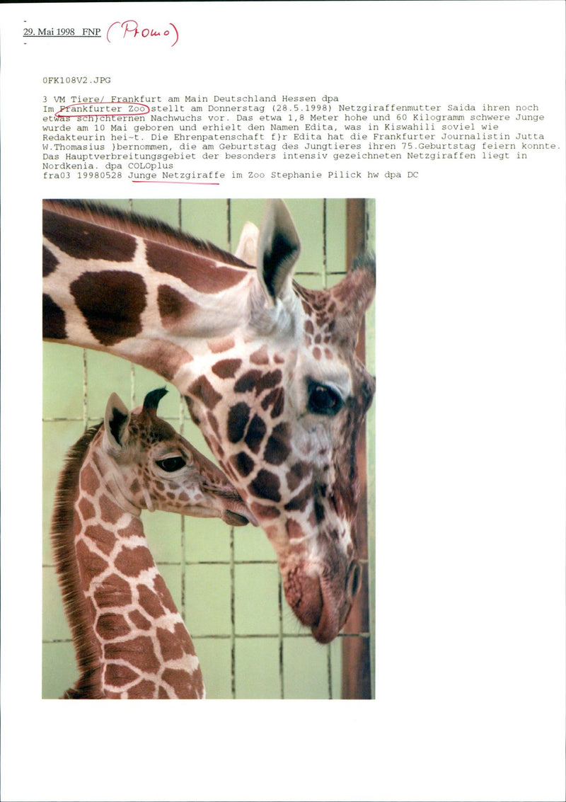 YOUNG NET GIRAFFE BORN AND RECEIVED - Vintage Photograph