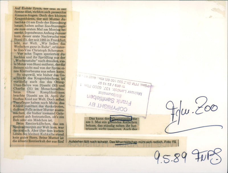 Zoo animals: baby gazelle - Vintage Photograph