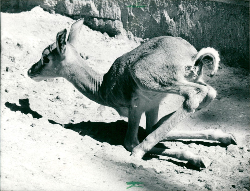 Zoo animals: baby gazelle - Vintage Photograph