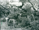 Zoo animals: gazelles - Vintage Photograph