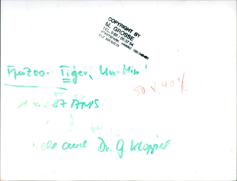 Tiger in the Frankfurt Zoo - Vintage Photograph